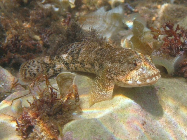 (Gobius Linnaeus, 1758) Род Гобиусы, Бычки, Genus Gobius Linnaeus, 1758